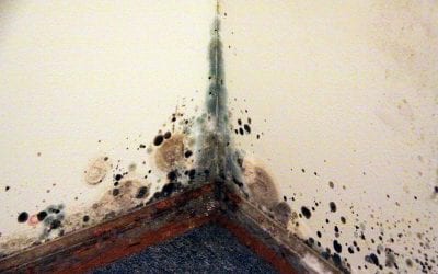 What to Do If You Discover Mold in Your Home