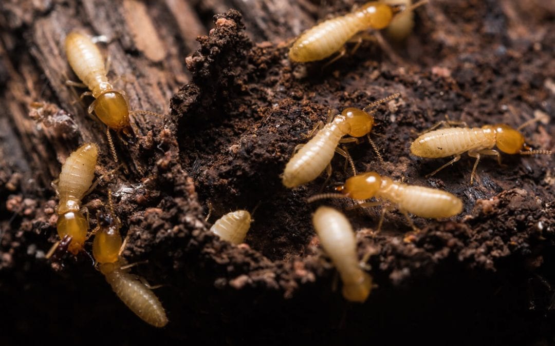 5 Ways to Prevent Termites in the Home
