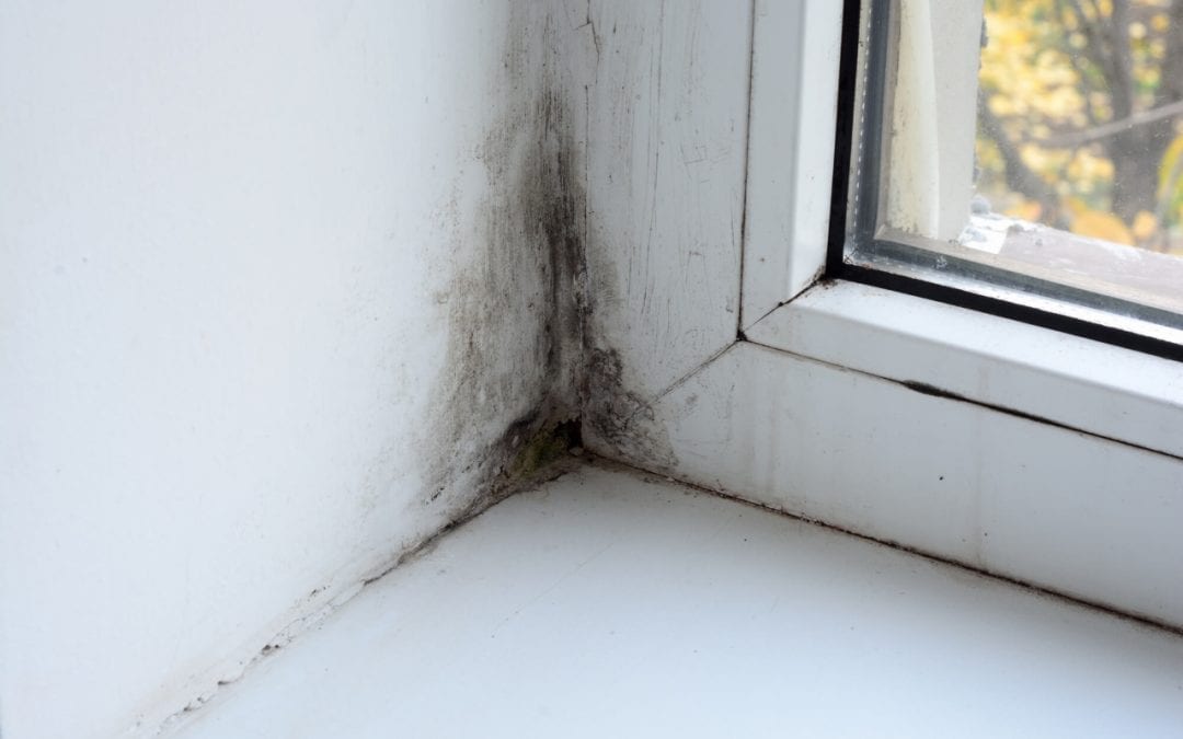 prevent mold in the home by managing moisture